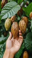 Cocoa beans on a tree photo