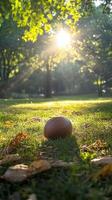 An american football is on the grass in a park photo