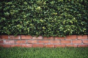 A brick wall with green bushes in front of it photo