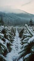 A snowy path in a forest with trees photo