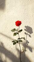 A single red rose is shown against a white wall photo