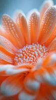 Orange flower with water droplets on it photo