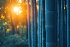Bamboo trees in the forest at sunset photo