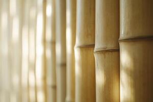 A close up of bamboo poles with sunlight shining through them photo