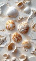 Seashells on a white wall photo