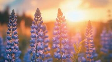 Lupine flowers at sunset photo