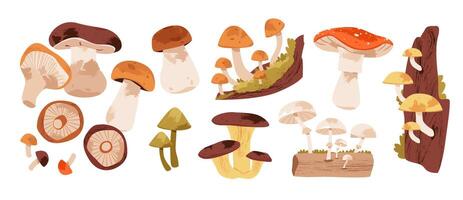 Mushroom collection with forest foraging elements such as oyster mushrooms, cep, and woodland moss. Illustration set featuring various edible and wild mushrooms like boletus, champignon, and porcini. vector