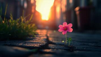 A pink flower growing out of the ground in front of a building photo