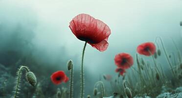 Poppy flowers in the fog photo