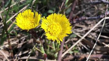 yellow flowers illuminated by warm spring sun video