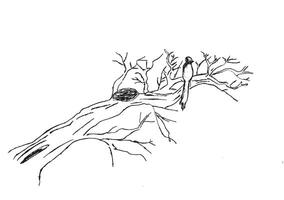 Black and white sketch of a bird perched on a tree branch beside a nest ideal for nature art design and peaceful themed illustrations vector