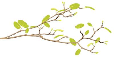 Tree branch with green leaves in spring season isolated on white background graphic illustration. vector