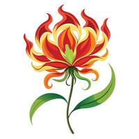 Botanical Illustration of a Flame Lily in Various Stages vector