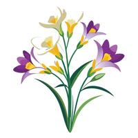 Botanical Illustration of a Freesia Plant in Various Stages vector