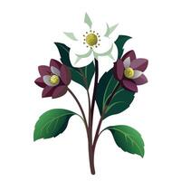 Detailed Illustration of a Hellebore Plant with Delicate Flowers and Leaves vector