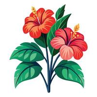 Botanical Illustration of a Hibiscus Plant in Various Stages Isollated on a White Background vector