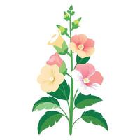 Botanical Illustration of a Hollyhock Plant in Various Stages vector