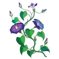 Intricate Details of a Morning Glory Vine in a Natural Setting vector