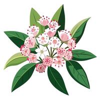 Botanical Illustration of a Mountain Laurel in Various Stages vector