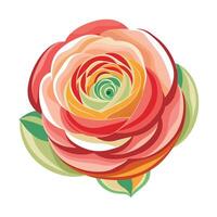 Botanical Illustration of a Ranunculus Flower in Various Stages vector