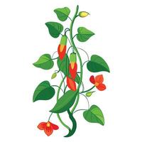 Botanical Illustration of a Scarlet Runner Bean Plant in Various Stages vector