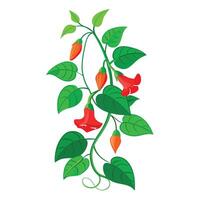 Intricate Details of a Scarlet Runner Bean Plant in a Natural Setting vector