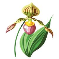 Slipper Orchid with Unique Shape and Colorful Petals vector