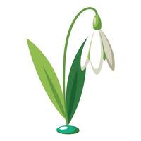 Beautiful Snowdrop Flower with Yellow Center vector