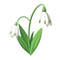 Delicate Snowdrop Flower with Pink Petals vector