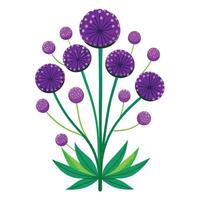 Botanical Illustration of an Allium Plant in Various Stages vector