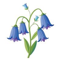 Bluebell Flower with Yellow Petals and Long Stems vector
