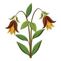 Chocolate Lily Plant with Purple Flowers and Green Leaves vector