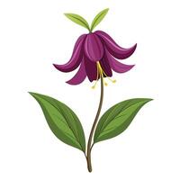 Detailed Illustration of a Chocolate Lily with White Petals vector