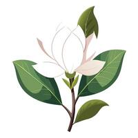Intricate Details of a Magnolia Flower Plant in a Natural Setting with Evergreen Trees vector