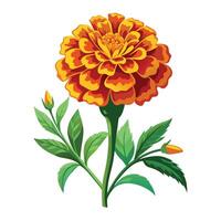 Intricate Details of a Marigold Plant in a Natural Setting with Wildflowers and Butterflies Isollated on a White Background vector