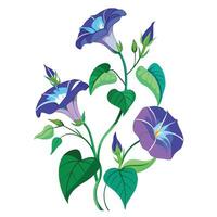 Botanical Illustration of a Morning Glory Vine in Full Bloom with Green Leaves and Stems in a Natural Setting with a Garden Bench vector