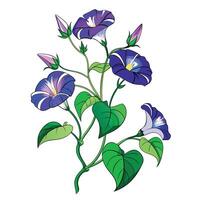 Vibrant Morning Glory Vine with Brightly Colored Flowers and Leaves in a Natural Setting with a Fence vector