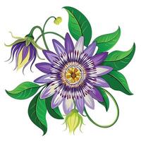 Botanical Illustration of a Passionflower Vine in Full Bloom with Green Leaves and Stems in a Natural Setting with a Garden Bench vector
