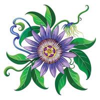 Botanical Illustration of a Passionflower Vine in Full Bloom with Green Leaves and Stems in a Natural Setting with a Garden Path vector