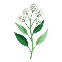 Vibrant Pearly Everlasting with Brightly Colored Flowers and Leaves in a Natural Setting vector