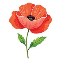 Botanical Illustration of a Poppy Plant in Full Bloom with Green Leaves and Stems Isollated on a White Background vector