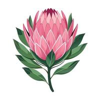 Detailed Illustration of a Protea Flower with White Petals and Yellow Center vector