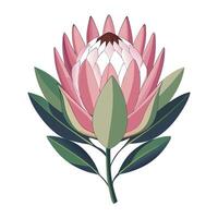 Protea Flower with Pink Petals and Long Stems in a Garden Setting vector