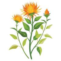 Safflower Plant with Purple Flowers and Green Leaves in a Garden Setting vector