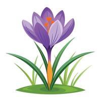 Saffron Crocus with Pink Flowers and Long Stems in a Garden Setting vector