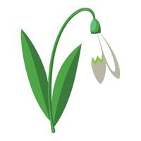 Detailed Illustration of a Snowdrop Flower with Yellow Center and Long Stems vector