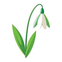 Snowdrop Flower with Purple Petals and Green Leaves in a Garden Setting vector