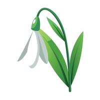 Snowdrop Flower with Pink Petals and Green Leaves in a Garden Setting vector