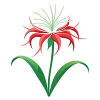Detailed Illustration of a Spider Lily with Yellow Center and Long Stems in a Garden Setting vector