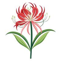 Spider Lily with Pink Petals and Green Leaves in a Garden Setting Isollated on a White Background vector